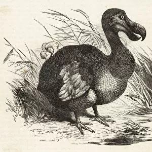 Extinct flightless bird, the Dodo, Raphus cucullatus