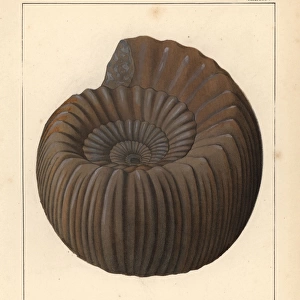Extinct fossil gastropod: Ammonites coronatus