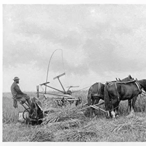 Farming / Reaping 1899