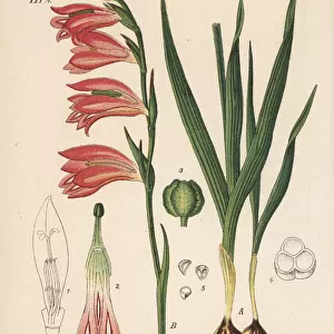 Field gladiolus, Gladiolus italicus