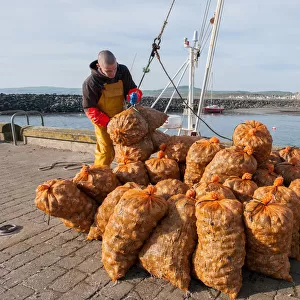Fisherman unloads buckies whelks at Port William, Galloway