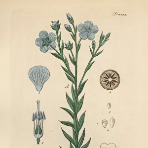 Flax or linseed, Linum usitatissimum