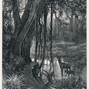 Florida Swamp