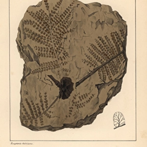 Fossil fern, Pecopteris Sulziana