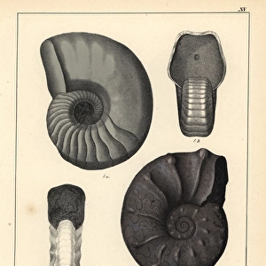 Fossils of extinct ammonite cephalopods