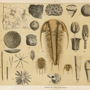 Fossils from the palaeozoic era