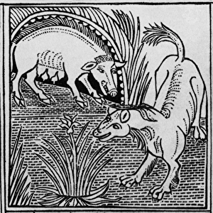 The fox & the boar