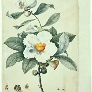 Portraits Collection: Botanical illustrations