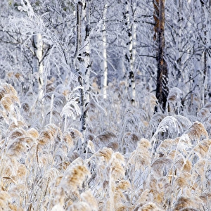 Frost - ice crystals formed on dry reeds and branches