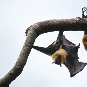 Pteropodidae Collection: Borneo Fruit Bat