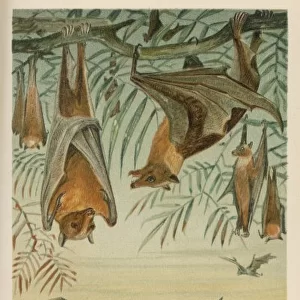 Fruit Bats / R. E. H. Artist