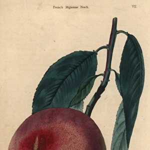 Fruit and leaves of the French Mignonne peach