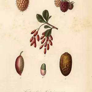 Fruits, nuts and berries, fruits en baies, fruits a noyau