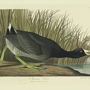 Rallidae Collection: American Coot