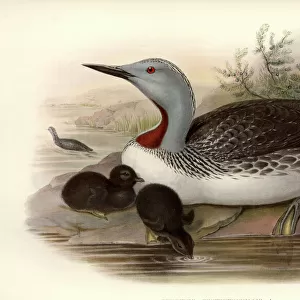 Loons Collection: Red Throated Loon