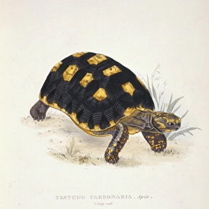 Geochelone carbonaria, red-footed tortoise