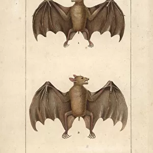 Pteropodidae Collection: Western Naked-backed Fruit Bat
