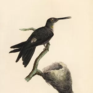 Giant hummingbird, Patagona gigas