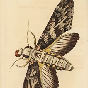 Giant sphinx moth, Cocytius antaeus