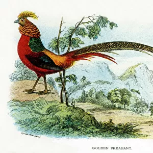 Phasianidae Collection: Golden Pheasant