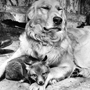 Golden Retriever and Fox cub
