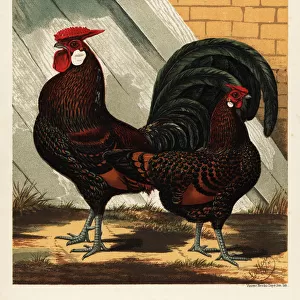 Golden spangled Hamburgh cock and hen