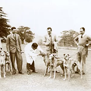 Greyhound Derby entries with vet, Northaw, Hertfordshire