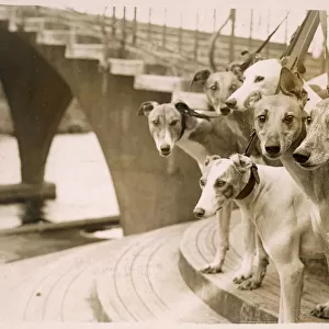 A Group of Greyhounds