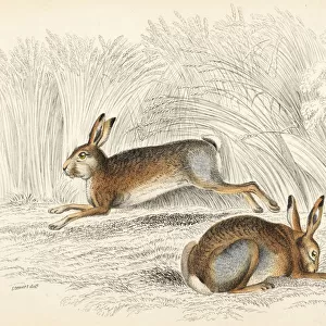 Hare, Lepus timidus