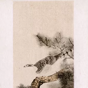 Hawk on a pine tree by Maruyama Okyo