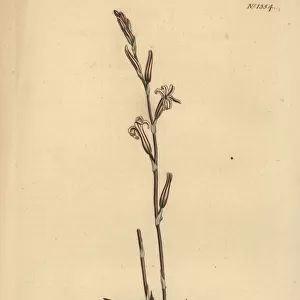 Haworthia mirabilis