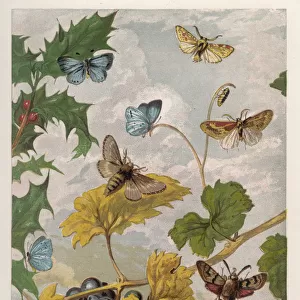 Heath Butterfly 1860