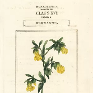 Hermannia, Hermannia althaeifolia