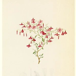 Hermannia sp