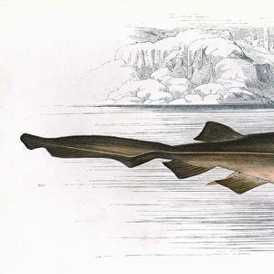 Hexanchus griseus, a species of shark