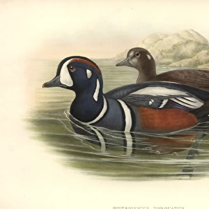 Histrionicus histrionicus, harlequin duck