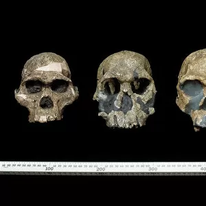 Neanderthalensis