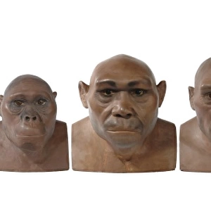 Hominid reconstructions in chronological order