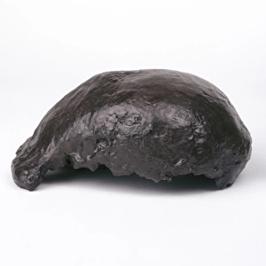 Homo erectus cranium (Trinil 2)