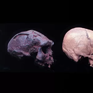 Homo erectus (Sangiran 17), H. sapiens (?) H. neanderthalens