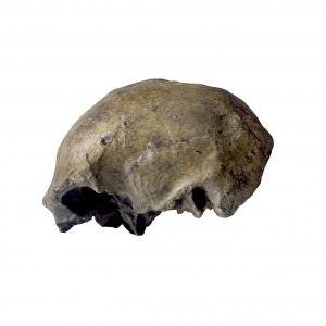 Homo erectus, Solo Man cranium (Ngandong 1)