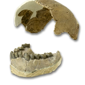 Homo habilis cranium & mandible fragment casts