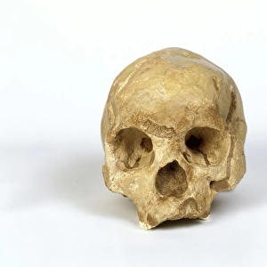 Homo sapiens cranium (Wadjak 1)