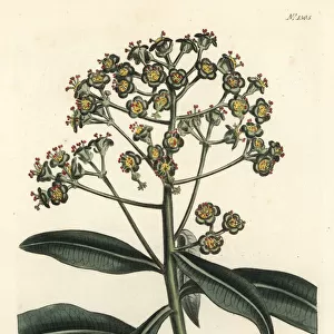 Honey spurge, Euphorbia mellifera