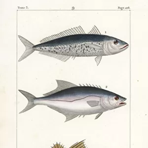 Horse mackerel, leerfish and pompano