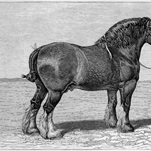 Horse / Shire Honest Tom