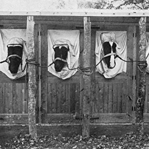 Horses treated for mange, WW1