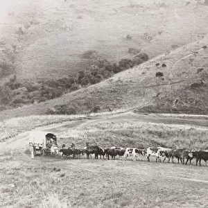 Huge ox drawn wagon train South Africa