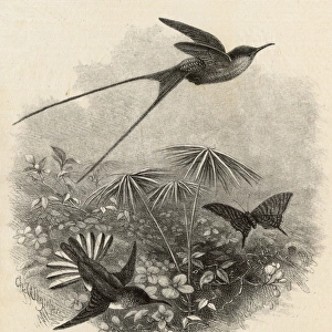 Hummingbirds by Charles Whymper