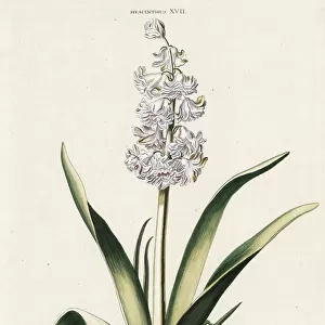 Hyacinth hybrid variety, Marie de Medicis